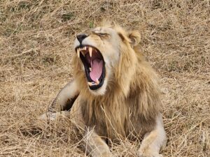 lion in ruaha national park