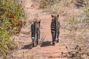 leopards in ruaha national park